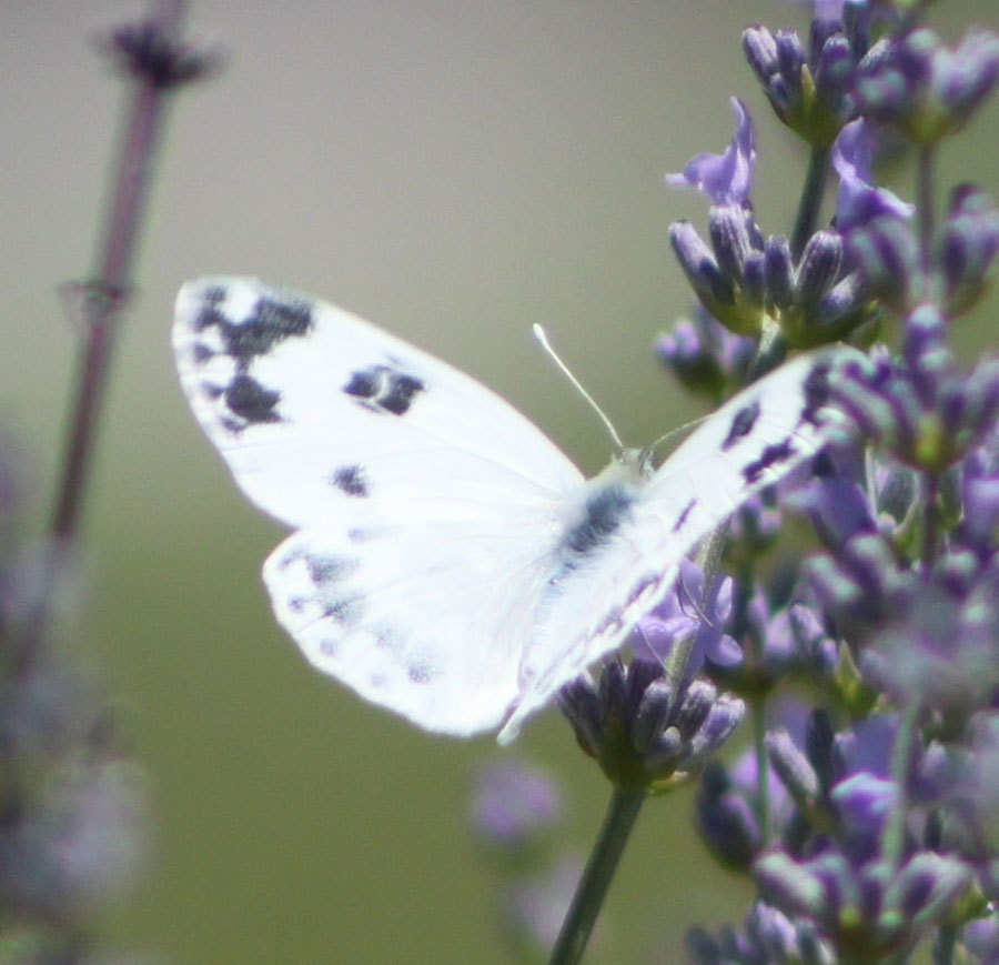 Pontia edusa ?